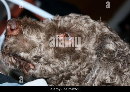 Hundeporträt Nahaufnahme hochwertiger Hintergrund große Drucke Lagotto romagnolo Stockfoto
