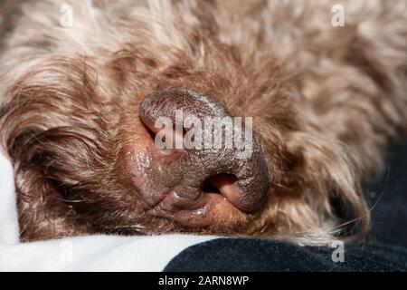 Hundeporträt Nahaufnahme hochwertiger Hintergrund große Drucke Lagotto romagnolo Stockfoto