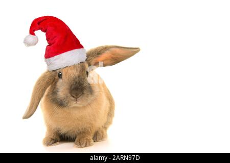 Süßes braunes junges Kaninchen, das den hut des weihnachtsmanns trägt, von vorne isoliert auf weißem Grund Stockfoto