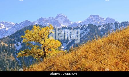 Ausdrucksstarker einsamer Herbstbaum auf einem Hintergrund von felsigen Gipfeln und verschneiten Bergen in der Herbstsaison Stockfoto