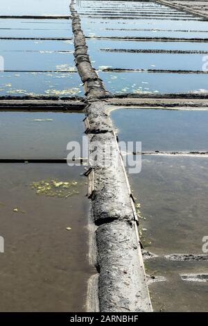 Algen wachsen in salina, Aveiro, Beira Littoral, Portugal Stockfoto