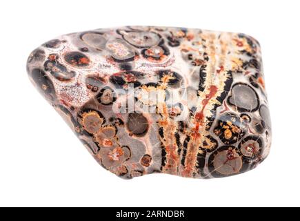 Nahaufnahme der natürlichen Mineralprobe aus der geologischen Sammlung - getummter, auf weißem Grund isolierter Leopardenhaut-Jaspis (Jaguar Stone)-Edelstein Stockfoto