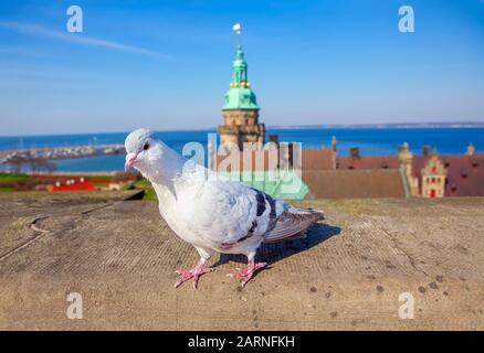 Taube, die auf dem Dach des Schlosses steht Stockfoto