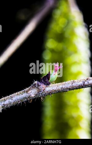 Weibliche Blume eines Hazelnussstrauchs vor dem Makrobild der männlichen Blumenkätzchen Stockfoto