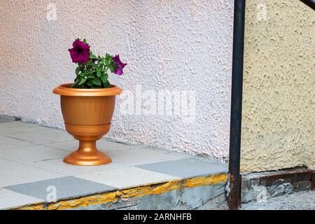 Rosafarbene Blumen in einem großen braunen Blumentopf um das Haus Stockfoto