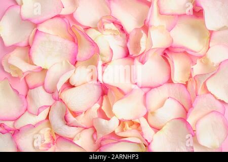 Hintergrund der schönen weißen Rosenblätter mit pinkfarbener Farbe. Nahaufnahme. Draufsicht. Stockfoto