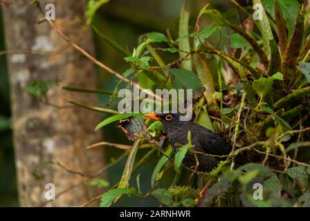 Great Thrush - Turdus fuscater, großer brauner Nervenkitzel aus Südamerika, östlichen Andenhängen, Guango Lodge, Ecuador. Stockfoto