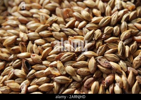 Extreme Nahaufnahme einer Schüssel voller Gerstenmalzkörner, einer der Hauptzutaten in der Bierbrauerei und Whisky-Destillation. Selektiver Fokus. Stockfoto