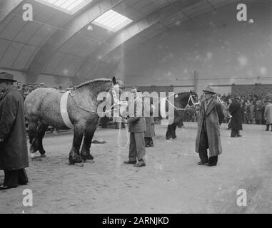 Hengstzulassung den Bosch Datum: 8. Februar 1957 Standort: Den Bosch Stichworten: Hengstzulassungen Stockfoto