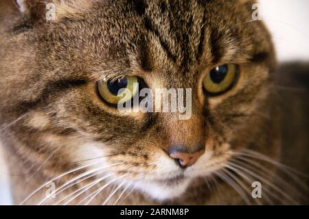 Braune Tabbykatze, gelbe Augen, Nahaufnahme, genervt Stockfoto