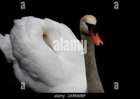 Weißer Schwan auf dem Kanal, schwarzer Hintergrund, Nahaufnahme, fotografiert in Großbritannien Stockfoto