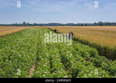 Kartoffelfeld im Kreis Gryfice, in der Wojewodschaft Westpomeranisch in Polen Stockfoto