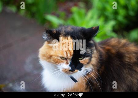 Schwarze Ingwer-Weißkatze auf grünem Gras Stockfoto