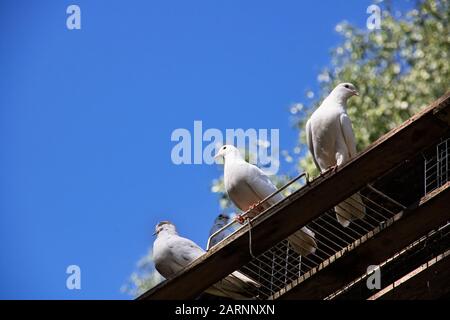 Drei weiße Tauben sitzen auf einem Holzbrett auf blauem Himmelshintergrund Stockfoto