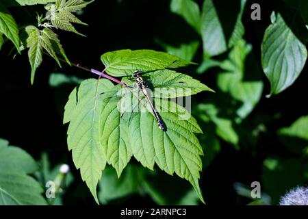 Eine große Libelle sitzt auf einem grünen Blatt einer Pflanze Stockfoto