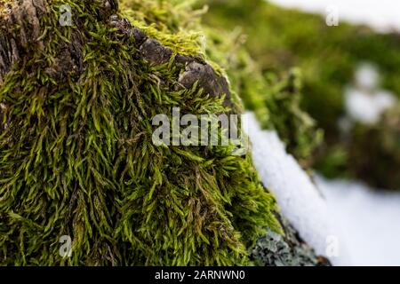 Naturgrüner Hintergrund, Flechten auf moosgewachsener Oberfläche dicht beieinander Stockfoto