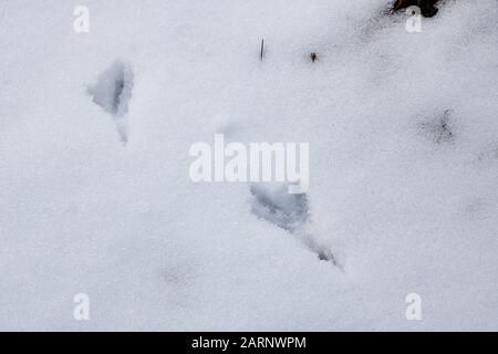 Spuren von Vögeln im Schnee schließen sich Stockfoto