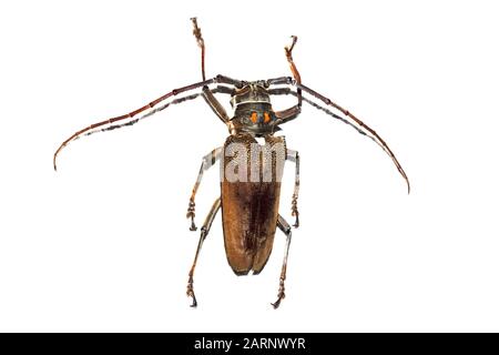 Großer brauner Käfer, isoliert auf weißem Grund Stockfoto