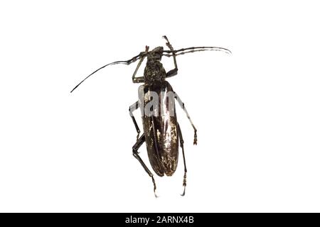 Großer brauner Käfer, isoliert auf weißem Grund Stockfoto