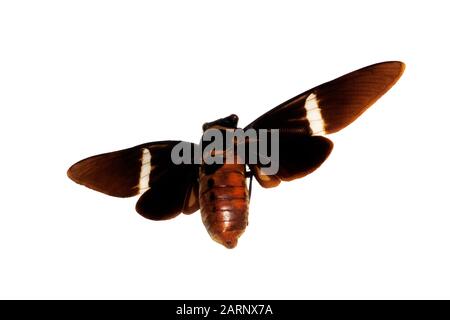 Großer brauner Käfer, isoliert auf weißem Grund, cicadidae Stockfoto