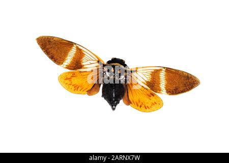 Großer brauner Käfer, isoliert auf weißem Grund, cicadidae Stockfoto