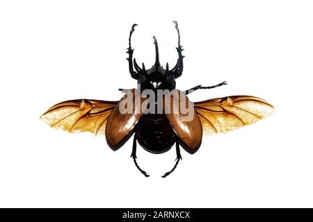 Großer brauner Käfer, isoliert auf weißem Grund, Eupatorus gracilicornis Stockfoto