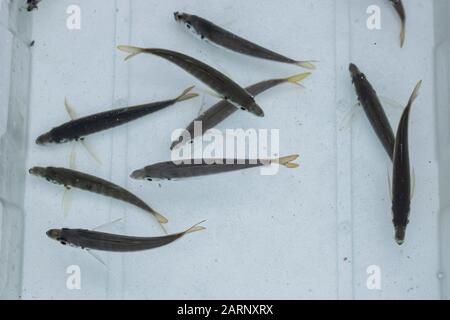 In einem weißen Kasten gefangener Pferdemakrelenfisch. Fische schwimmen am Leben. Stockfoto