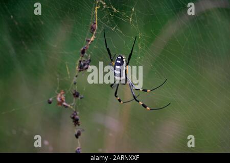 Golden Orb Spider on Web, Hluhluwe Game Reserve Lodge, Hluhluwe Imfolozi Park, Umfolozi, KwaZulu Natal, Südafrika. Stockfoto