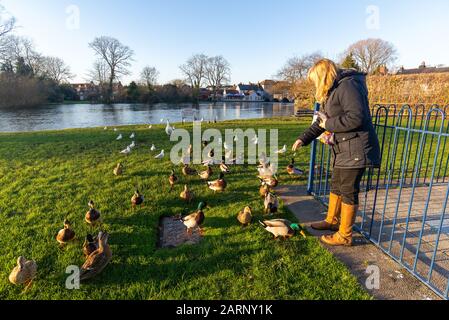 Frau, die Enten im Winter füttert, Großbritannien Stockfoto