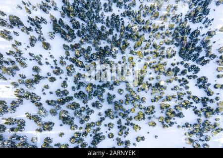 Ein Luftbild von Bäumen im Wald und Bergen mit Schnee