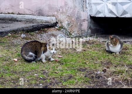 Graue streunende Katzen essen Nahrung auf dem Gras Stockfoto