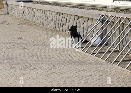 Der schwarze flauschige Hund sitzt dicht auf dem Straßenbelag Stockfoto