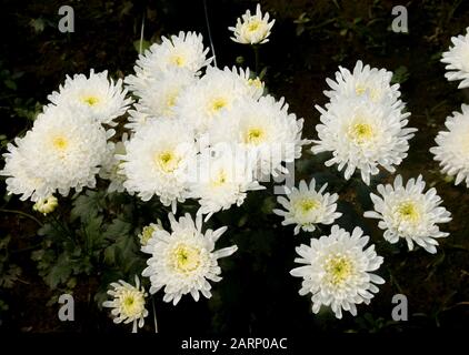 Chrysanthemen, manchmal auch als Mütter oder Chrysanths, sind blühende Pflanzen der Gattung Chrysanthemum in der Familie Asteraceae. Stockfoto