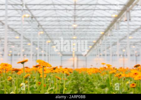 Blühende orangefarbene Gerberas in einem holländischen Gewächshaus Stockfoto