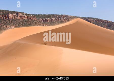 Sanddünen in einer Wüstenlandschaft, Coral Pink Sand Dunes State Park, Utah Stockfoto