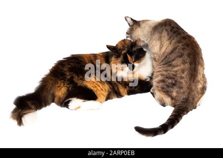 Zwei Katzen lecken sich, isolieren auf weißem Hintergrund Stockfoto