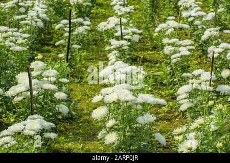 Chrysanthemen, manchmal auch als Mütter oder Chrysanths, sind blühende Pflanzen der Gattung Chrysanthemum in der Familie Asteraceae. Stockfoto