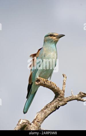 European Roller Perched on Branch, (Coracias garrulus), Hluhluwe Game Reserve Lodge, Hluhluwe Imfolozi-Park, Umfolozi, KwaZulu Natal, Südafrika. Stockfoto