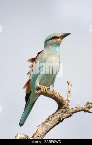 European Roller Perched on Branch, (Coracias garrulus), Hluhluwe Game Reserve Lodge, Hluhluwe Imfolozi-Park, Umfolozi, KwaZulu Natal, Südafrika. Stockfoto