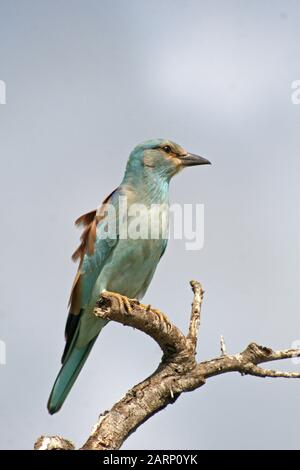 European Roller Perched on Branch, (Coracias garrulus), Hluhluwe Game Reserve Lodge, Hluhluwe Imfolozi-Park, Umfolozi, KwaZulu Natal, Südafrika. Stockfoto