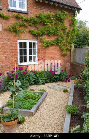 Kleiner englischer Hofgarten in Großbritannien mit erhöhten Betten aus Eiche, Kies und einem viktorianischen Haus Stockfoto