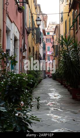 Enge Gasse mit farbenfrohen historischen mehrstöckigen Gebäuden und grünen Topfpflanzen in Carrara, Toskana, Italien in einem sich zurückziehenden Blick Stockfoto