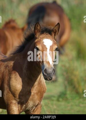 Ein hübsches walisisches Fohlen steht in einem Sommerpaddock. Stockfoto