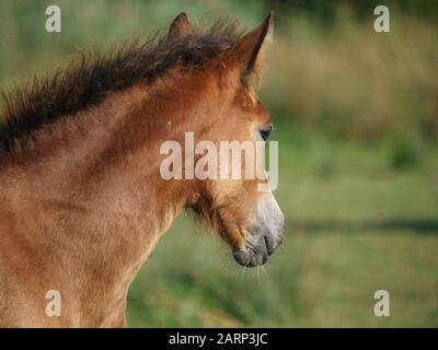 Ein hübsches walisisches Fohlen steht in einem Sommerpaddock. Stockfoto