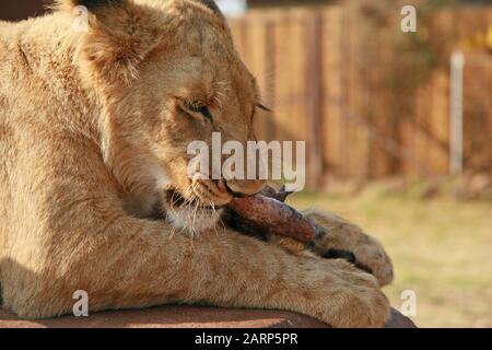 Lion Cub, das Fleisch im Lion and Rhino Park Nature Reserve, Kromdraai, Krugersdorp, West Rand, Provinz Gauteng, Südafrika isst. Stockfoto