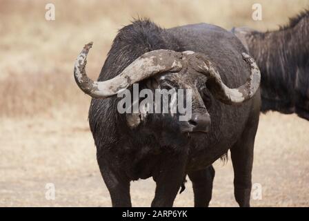 Afrikanischer Büffel, Ngorongoro-Reserve, Tansania Stockfoto