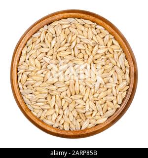 Gerstenkörner, Samen mit Außenschale in Holzschale. Hordeum vulgare, ein großes Getreide. Wird als Tierfutter, als Bier- und Gesundheitsnahrungskomponente verwendet. Stockfoto