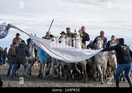 Running of the Bulls on the Beach Saintes marie de la mer Stockfoto