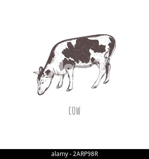 Cow Skizze Vektor Illustration. Stock Vektor