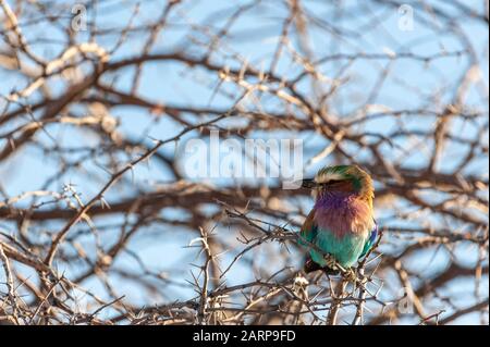 Nahaufnahme einer Lilac Breasted Roller - Coracias caudatus - sitzt auf einem Ast, in Etosha National Park. Stockfoto